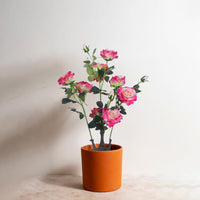 Pivoine artificielle Garvee 71 cm rose pour l'intérieur et l'extérieur, durable et facile d'entretien.