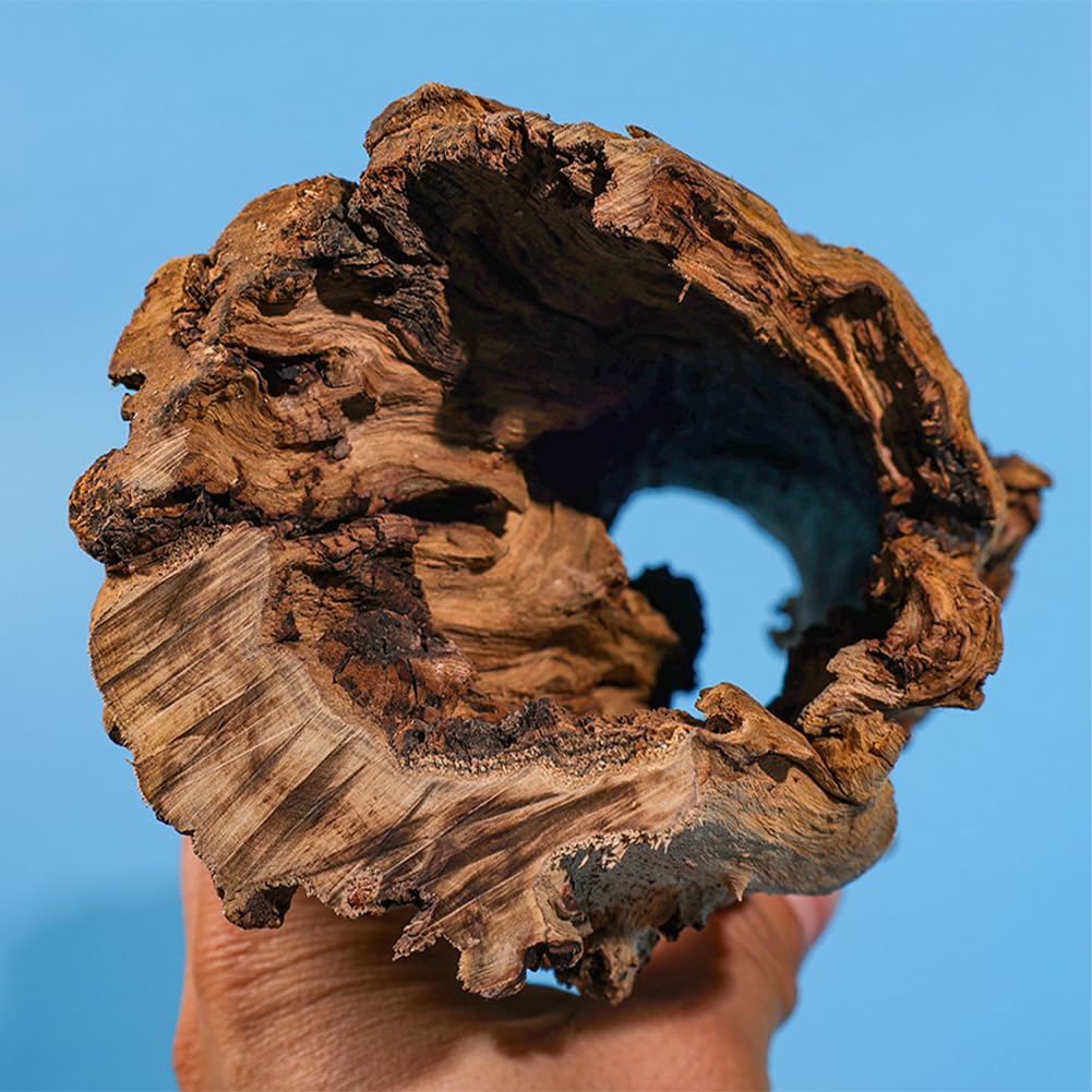 Grotte de ponte naturelle en tronc d'arbre, idéale pour les lézards, les tortues et les crevettes.