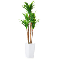 Arbre dracaena artificiel Garvee de 1,46 m (4,8 pi) avec pot en ciment robuste pour usage intérieur et extérieur, blanc, grand pot