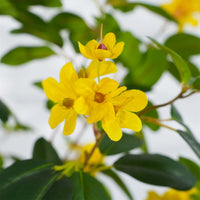 Arbre artificiel fleuri Garvee de 1,28 m (4,2 pi) avec fleurs jaunes, pot en ciment robuste pour salon et mariage, entretien facile, design réaliste