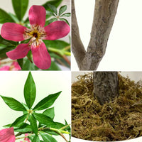 Arbre artificiel Garvee de 120 cm avec feuilles et fleurs réalistes pour salon et bureau, tronc détachable, entretien facile, tissu de soie de haute qualité, vert