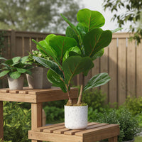 Ensemble de plantes artificielles Garvee en forme de feuille de figuier, pot en marbre blanc moucheté de noir, 40 cm (15,7 po), décoration intérieure pour la maison ou le bureau.