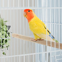 Cage à oiseaux extra large Garvee 168 cm de haut avec fond amovible et toit imperméable pour conure, perroquet, perruche ondulée, design coloré, intérieur et extérieur