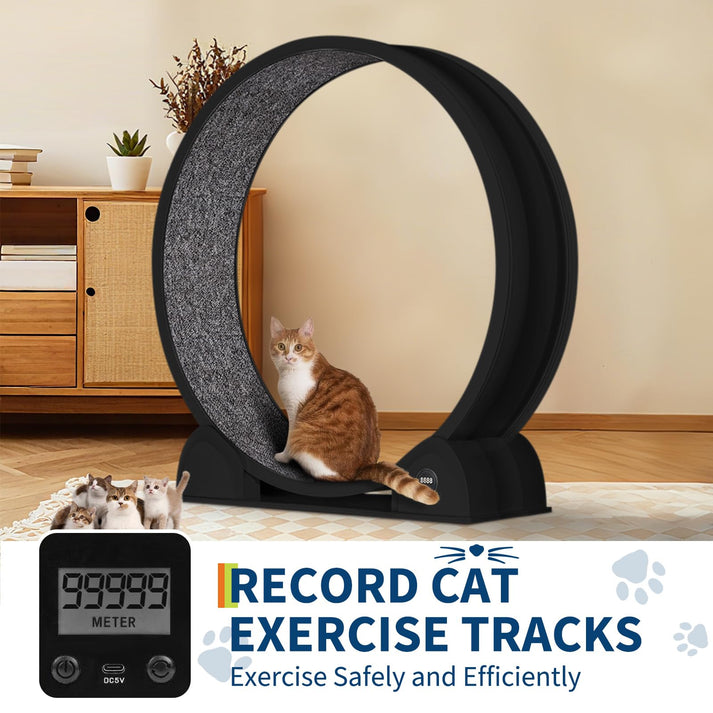 Roue pour chat XXL GARVEE de 103 cm