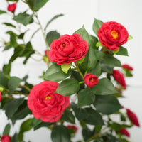 Camélia artificiel rouge Garvee de 1,5 m avec fleurs et feuilles réalistes, idéal pour le salon et l'extérieur. Entretien facile et robuste.