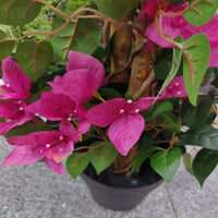 Bougainvillier artificiel Garvee de 1,25 m (4,1 pi) réaliste, pot en plastique facile d'entretien pour salon et bureau, léger et polyvalent