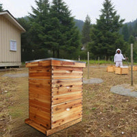 Kit de démarrage pour ruche Garvee Langstroth à 10 cadres en bois de cèdre et cire d'abeille, kit complet d'accessoires pour ruche.