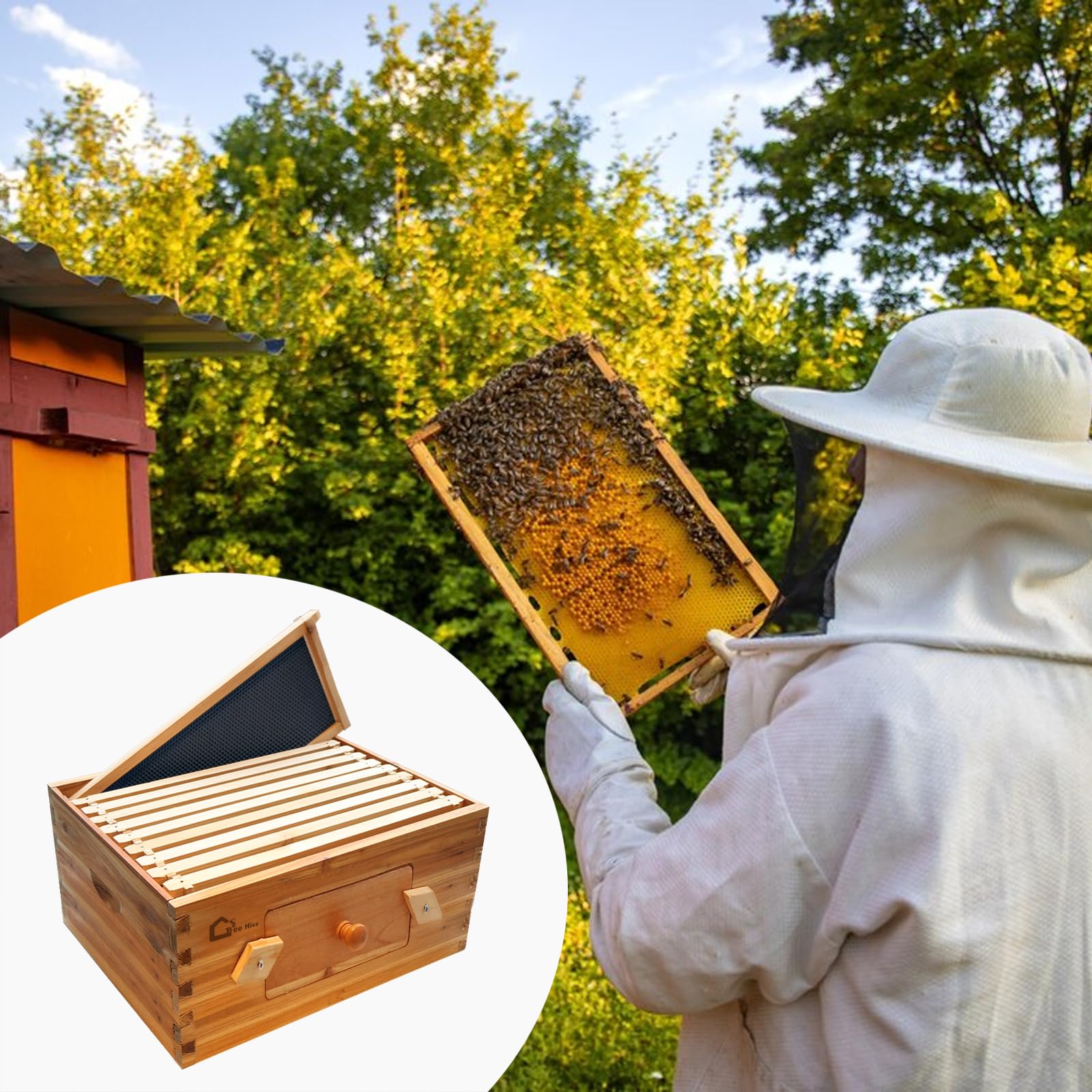 Ruche Garvee Langstroth à 10 cadres, corps de ruche profond, en bois de cèdre, avec fenêtres en acrylique transparent et revêtement 100 % cire d'abeille, idéale pour l'apiculture extérieure.