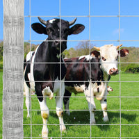 Garvee Grillage Noué Galvanisé 1,2 x 50 m, Clôture Agricole et Cynégétique pour Terrain, Ferme, Bétail et Gibier
